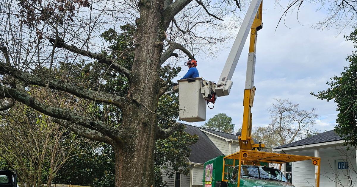 Can You Trim a Neighbor’s Overhanging Tree in Gwinnett County