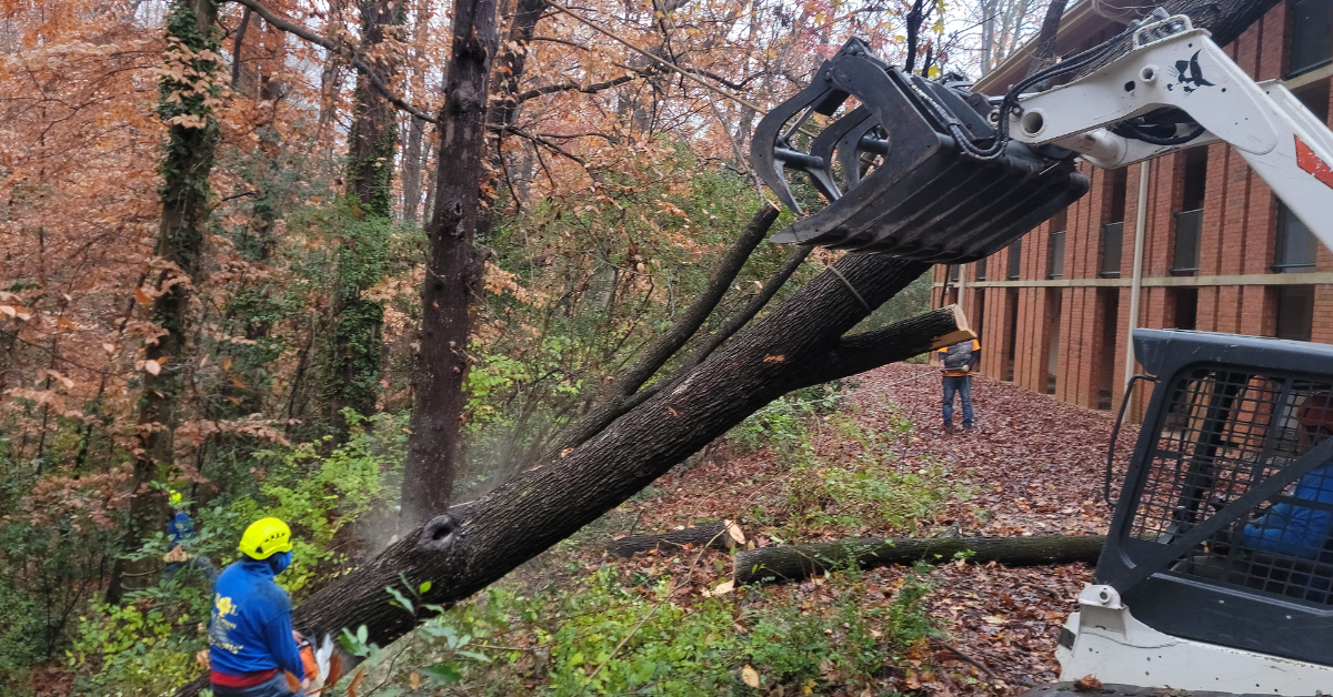 Professional tree removal services in Lawrenceville, GA, near residential properties
