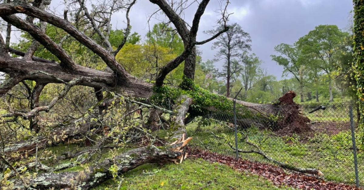 Signs a Tree Is Becoming Hazardous in Gwinnett County Yards