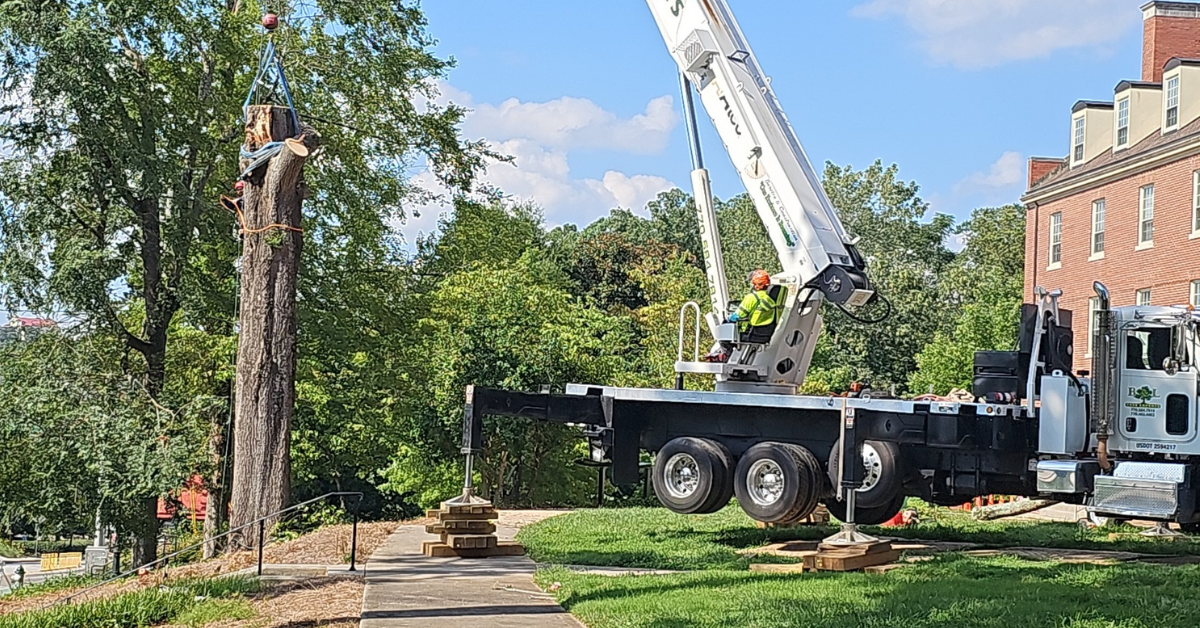 When Insurance Pays for Tree Removal in Metro Atlanta