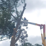 tree trimming